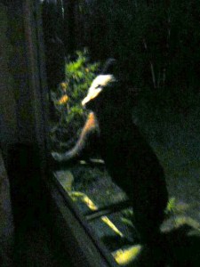 A small bear up on his hind feet, leaning up against the screen door, head cocked and looking straight at the camera through the screen.