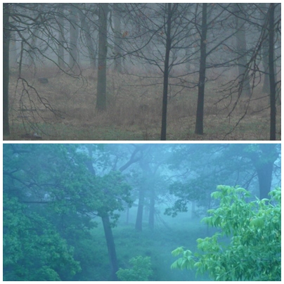 © linda sepp foggy mornings in High Park