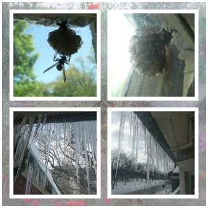 wasps and icicles