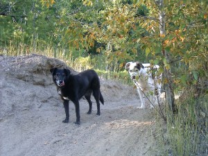 rigpa and shadow 2008