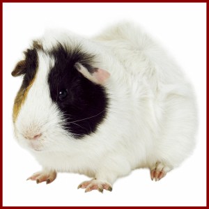 guinea pig