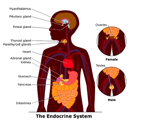 endocrine system