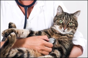 cat_doctor