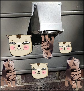 cats from a dryer vent