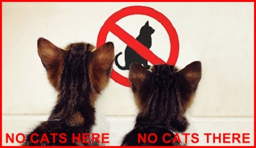 CatsNo2