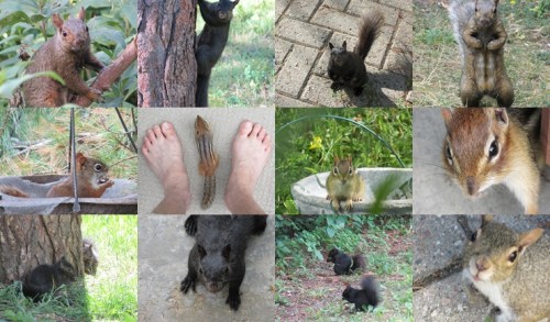 fur-friends